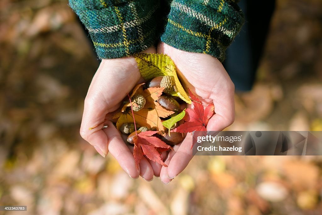 Harvest of autumn in a woman's hand