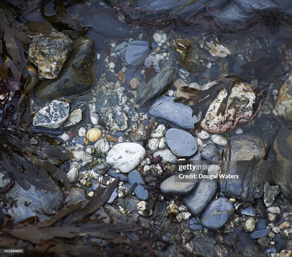 Close up of pebbles and seaweed on coastline