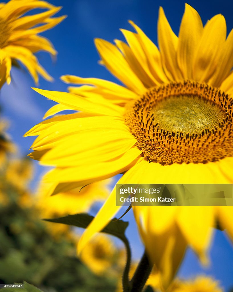 Detail of a sunflower