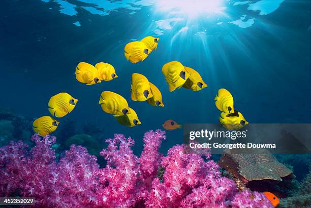 tropical coral reef scenery - school of fish stock pictures, royalty-free photos & images