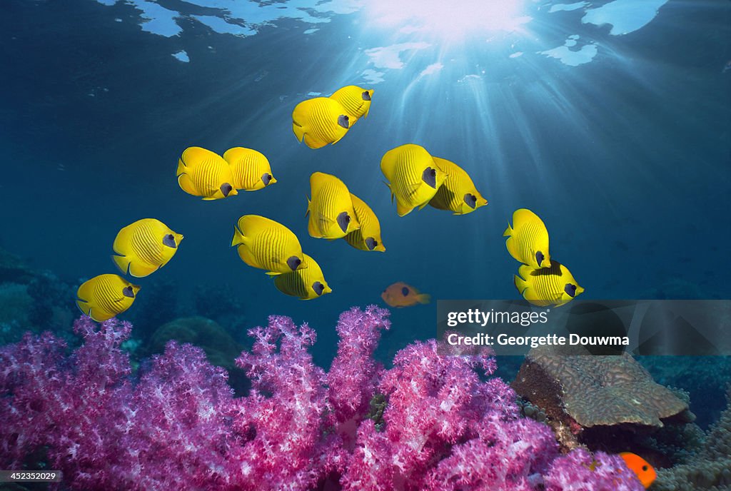 Tropical coral reef scenery