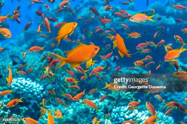 coral reef scenery - school vissen stockfoto's en -beelden