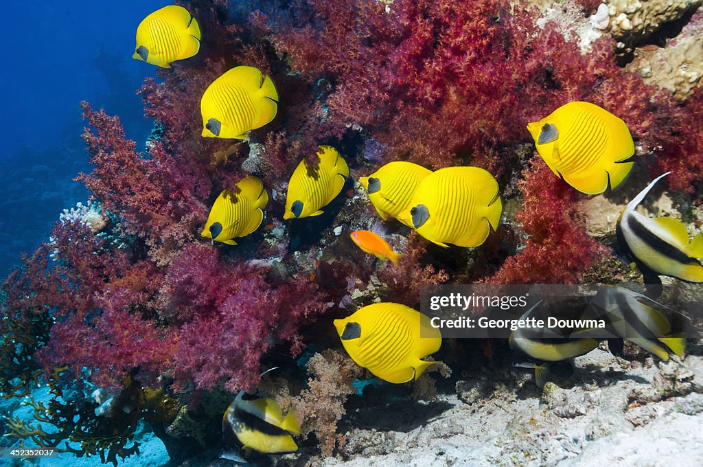 Coral reef scenery