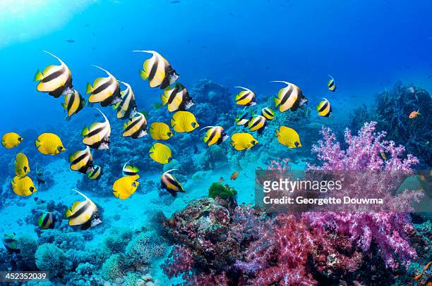 coral reef scenery - arrecife fenómeno natural fotografías e imágenes de stock