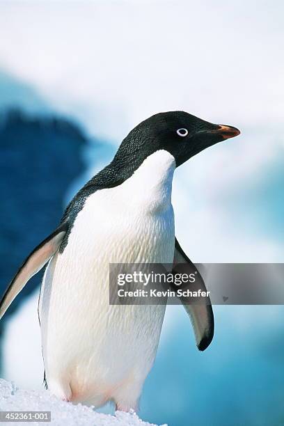 adelie penguin (pygoscelis adeliae) standing on ice, antarctica - adelie penguin stock-fotos und bilder
