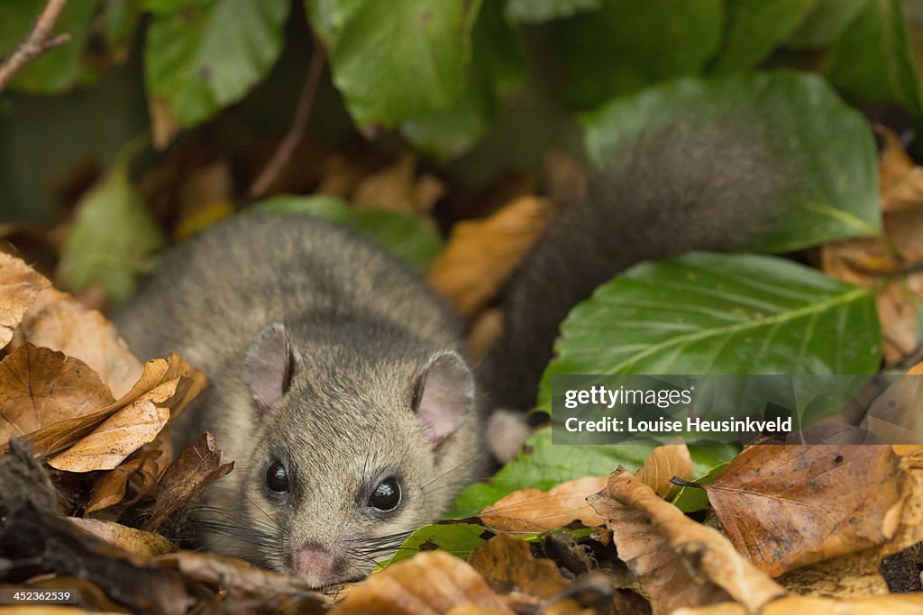 Edible doormouse hides among beech leaves