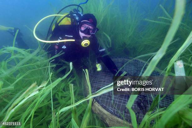 Searcher observes his new Posidonia oceanica seagrass plantation on November 28, 2013 off the Grande Motte, southern France. An operation to recreate...