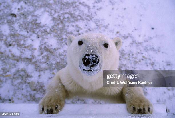 Canada, Manitoba,churchill Area, Polar Bear At Bunkhouse.