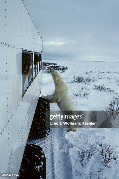 Canada, Manitoba,churchill Area, Tundra Buggy And Polar Bear Standing Up, Polar Bear .