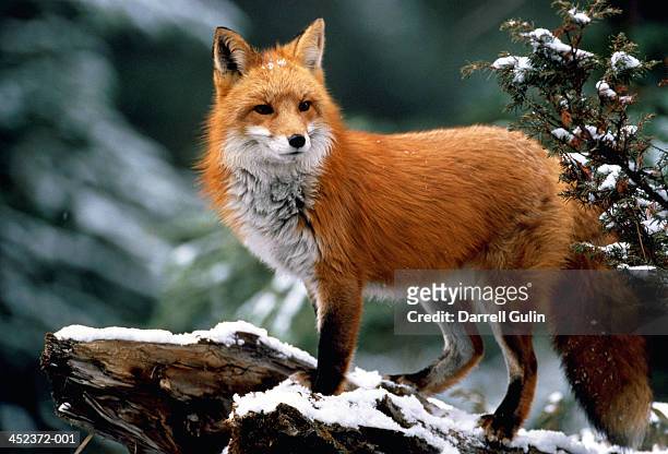 red fox (vulpes vulpes) standing on snow-covered log - fox stock-fotos und bilder
