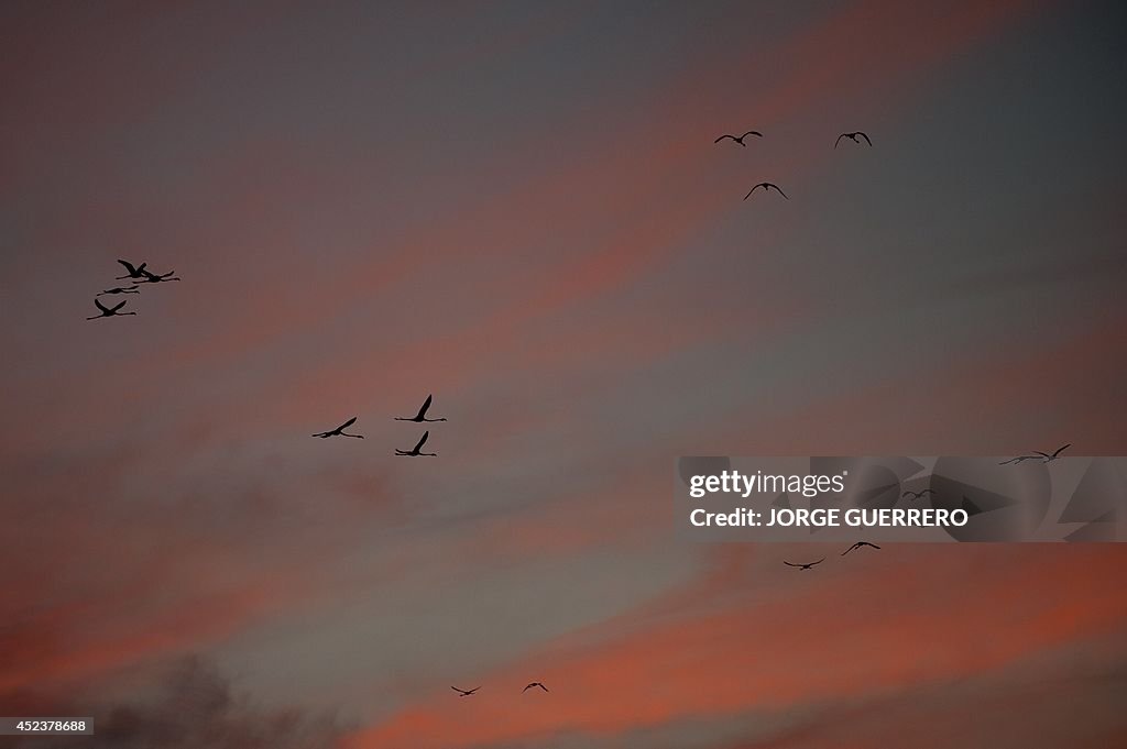 SPAIN-ANIMALS-FLAMINGOS