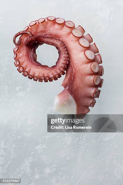 fresh octopus on block of ice - tentacle stock pictures, royalty-free photos & images