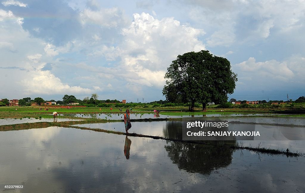 INDIA-AGRICULTURE-PADDY