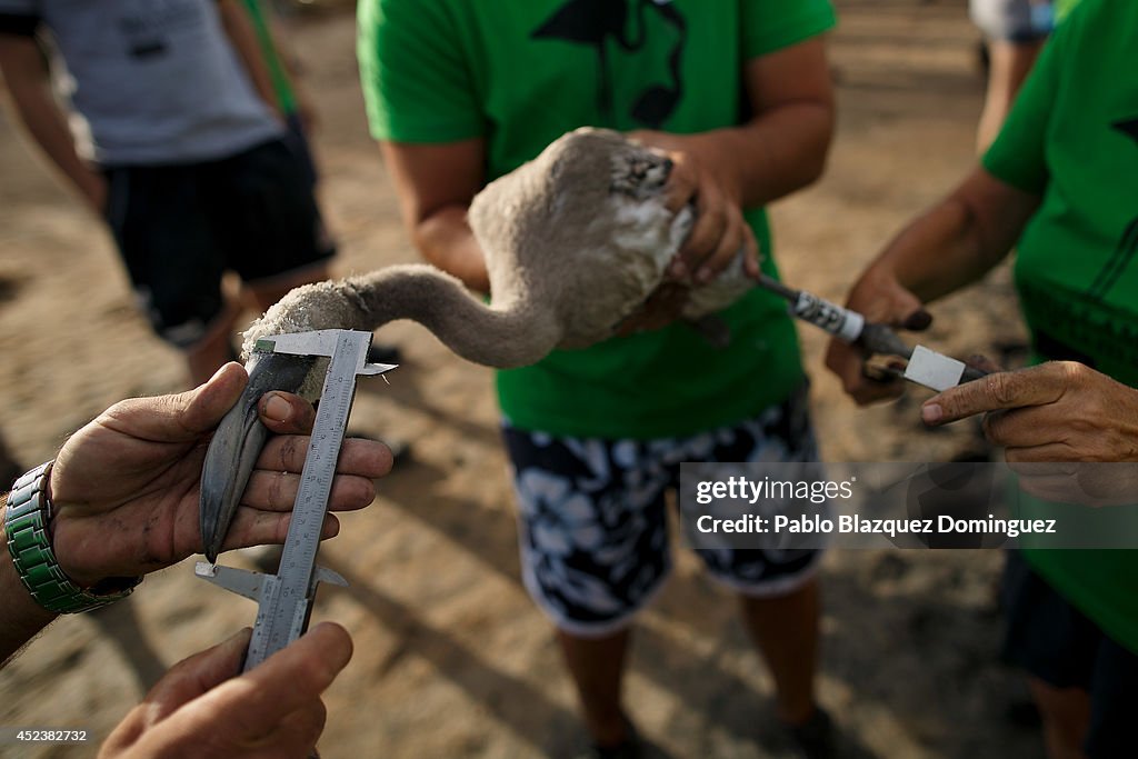 Tagging And Control Operation of Flamingo Chicks