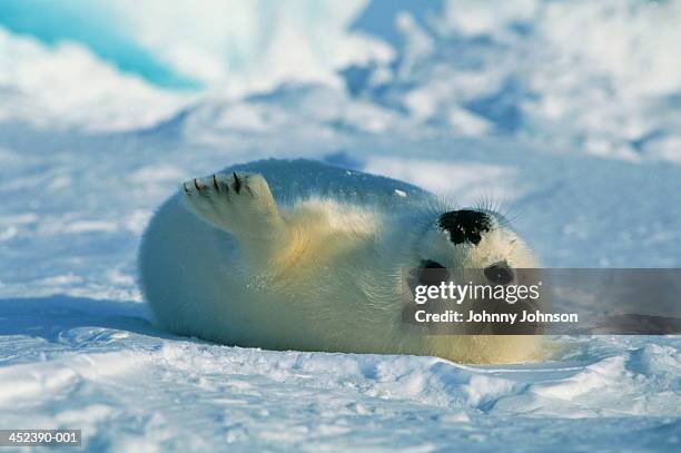 harp seal pup lying in snow - seehundjunges stock-fotos und bilder