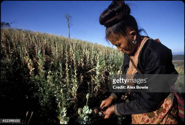 Woman from the Akha hill tribe harvests raw opium from a crop of opium poppies in the so-called 'Golden Triangle' on the Thai-Burmese border,...