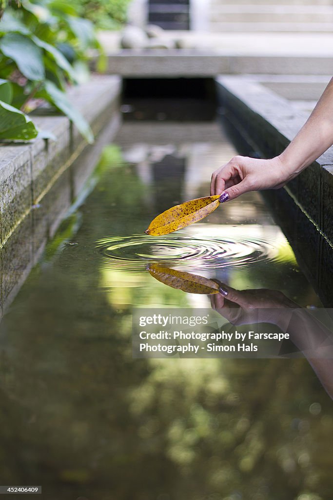 A leaf touching water with ripples