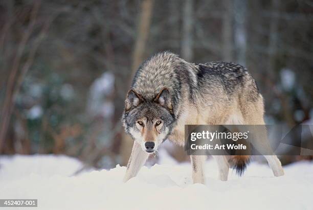 grey wolf (canis lupus) standing in snow-covered landscape, canada - wolf stock-fotos und bilder