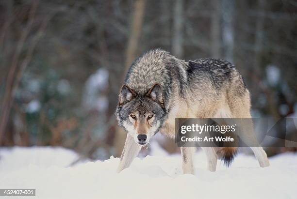 grey wolf (canis lupus) standing in snow-covered landscape, canada - wolf bildbanksfoton och bilder