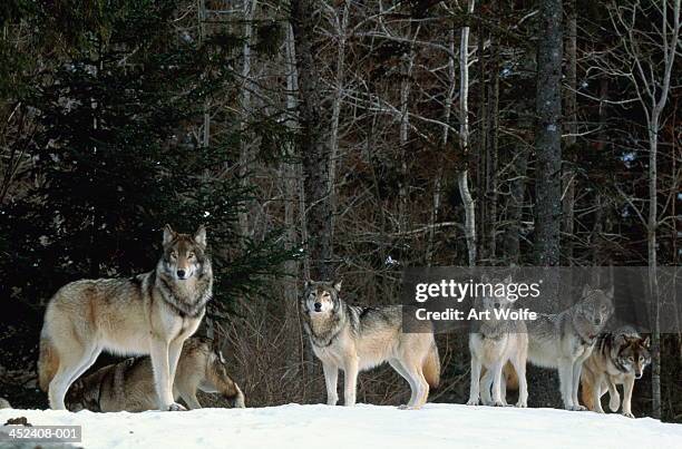 grey wolves (canis lupus) in snow-covered landscape, canada - manada fotografías e imágenes de stock