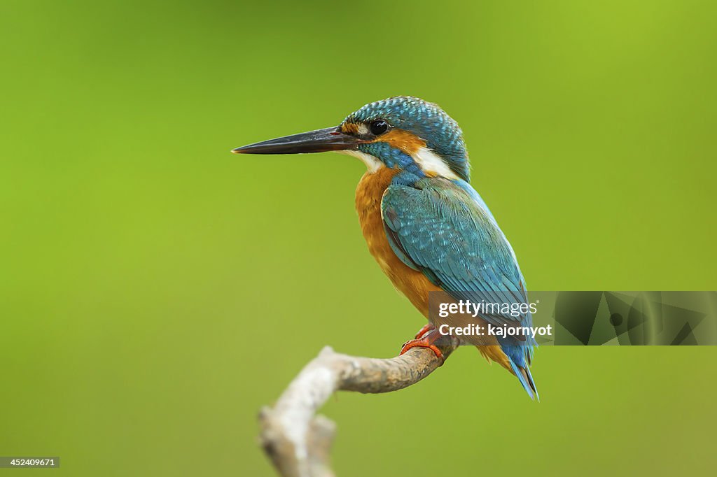 Common kingfisher perched on a branch