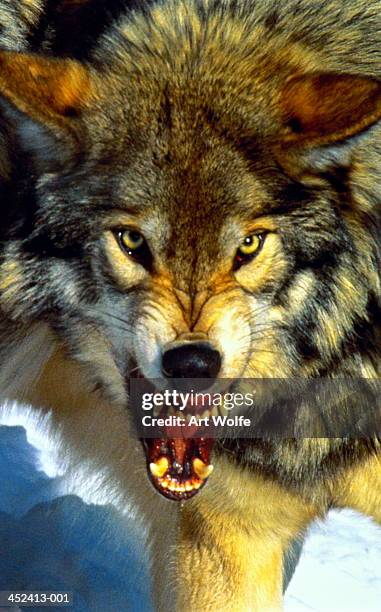 grey wolf (canis lupus) snarling, head-shot, canada - agressive wolf ストックフォトと画像