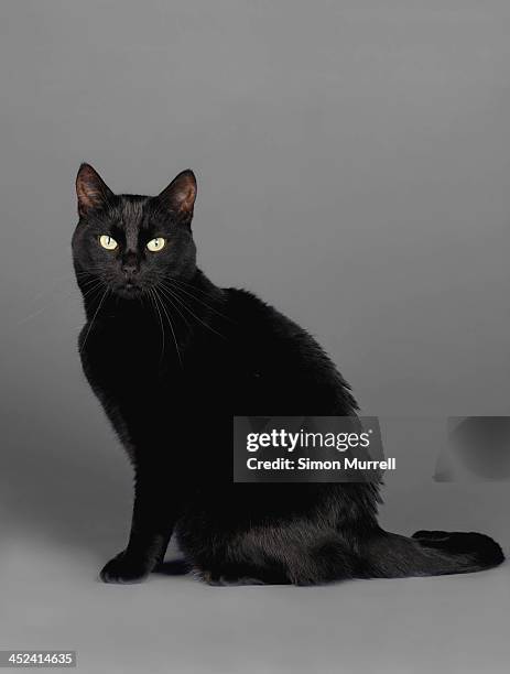 black cat - cat sitting stock pictures, royalty-free photos & images