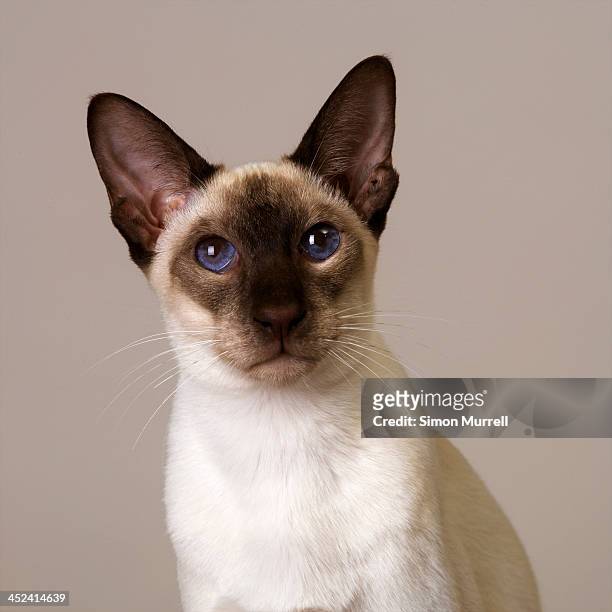 seal point siamese - siamese cat stock pictures, royalty-free photos & images