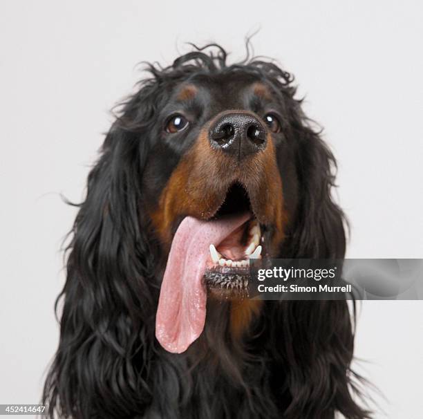 gordon setter with tongue hanging out on side - tongue out stock pictures, royalty-free photos & images