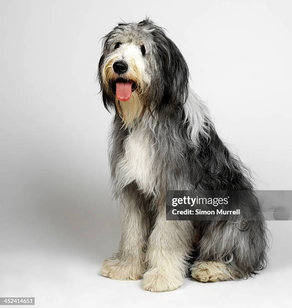 old english sheepdog with tongue hanging out - shaggy fur stock-fotos und bilder