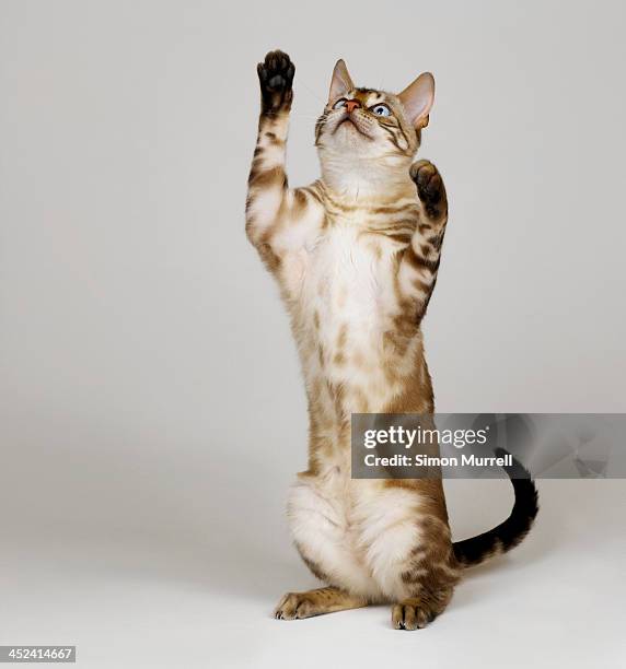 bengal blue eyed snow on hind legs - cat studio stock pictures, royalty-free photos & images