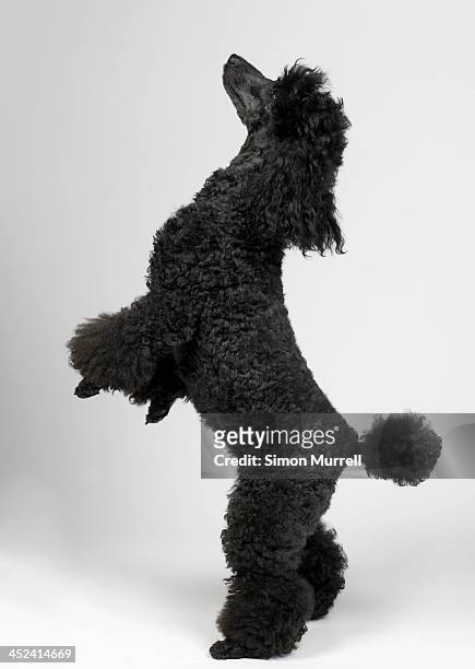 black miniature poodle - black poodle stockfoto's en -beelden