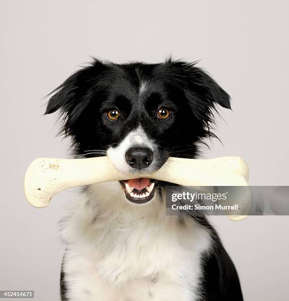 border collie carrying bone - knochen stock-fotos und bilder