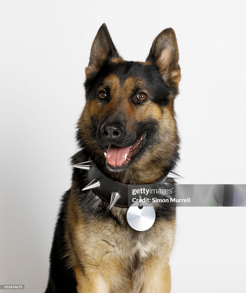 German Shepherd with spike stud collar