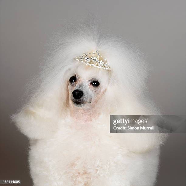 white toy poodle wearing tiara - dog tiara stock pictures, royalty-free photos & images
