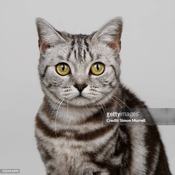 portrait of silver tabby - gatto soriano foto e immagini stock