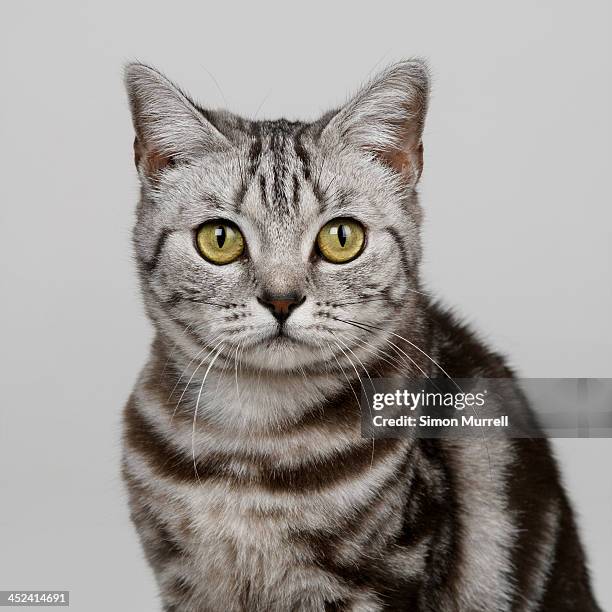 portrait of silver tabby - majestic cat stock pictures, royalty-free photos & images