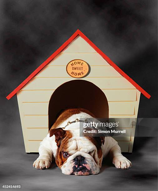 bulldog sulking in kennel - in the dog house stockfoto's en -beelden