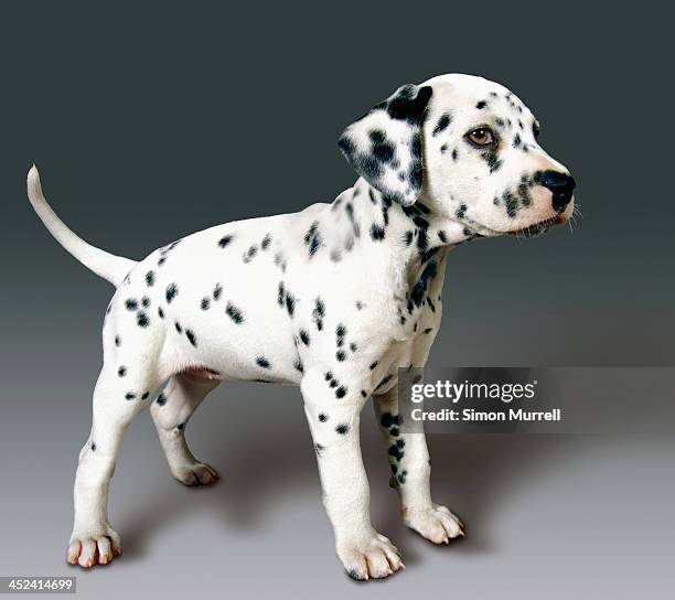 side view of dalmatian pup - spotted dog stock pictures, royalty-free photos & images