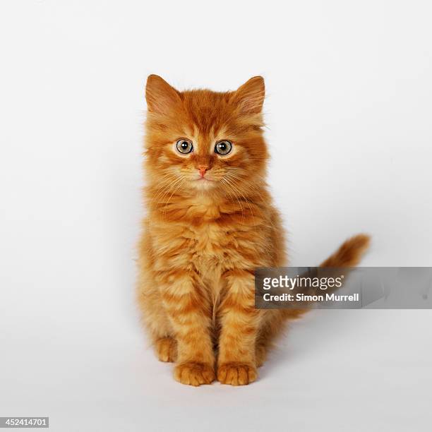 portrait of ginger kitten - kitten stock pictures, royalty-free photos & images