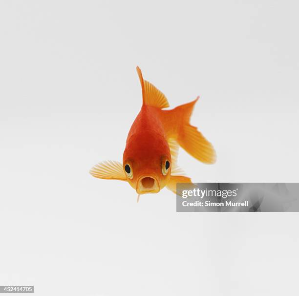 goldfish - gold fish stock pictures, royalty-free photos & images