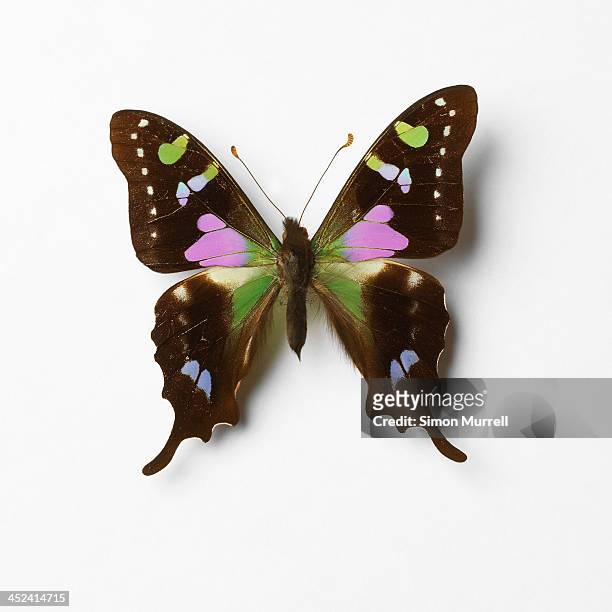 butterfly - butterfly on white stockfoto's en -beelden