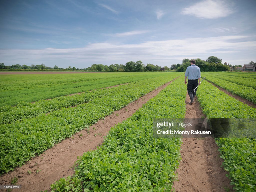 Man inspecting field of crops