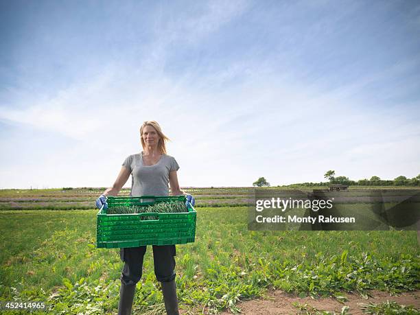 woman carrying crate of chives - cebolinho imagens e fotografias de stock