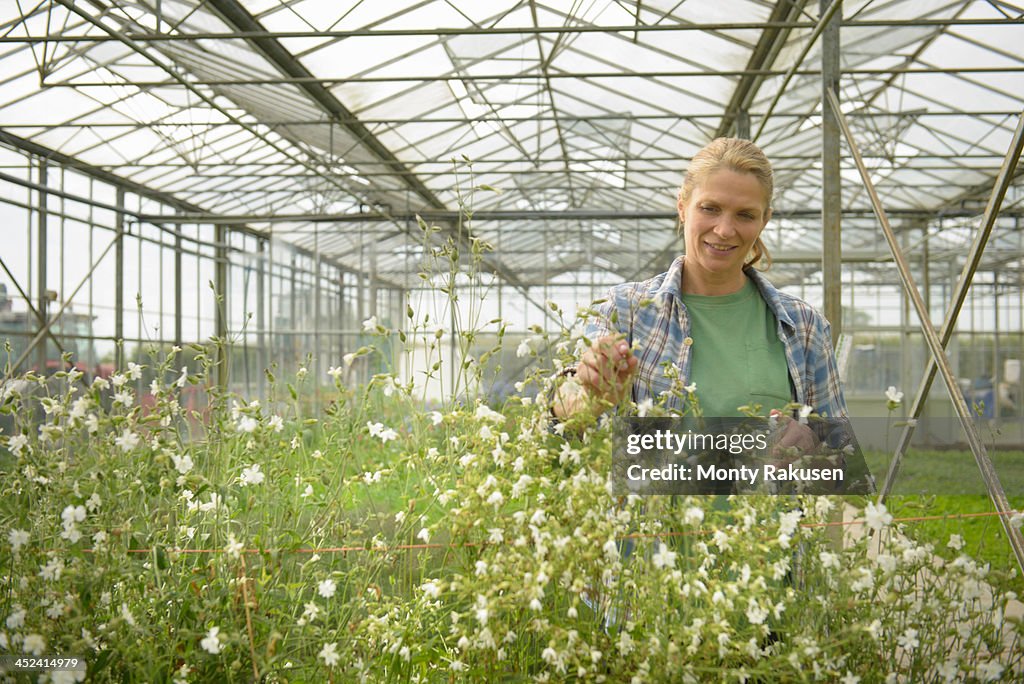 Worker inspecting edible flowers in greenhouse