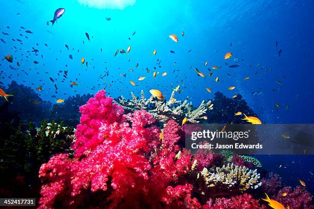 a branching pink carnation coral swarming with colorful reef fish. - soft coral stock pictures, royalty-free photos & images