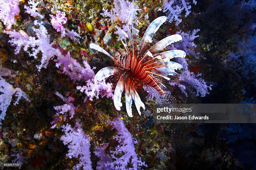 A Lionfish with venomous spines swimming vertically up a coral wall.