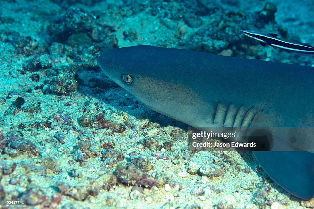 A Whitetip Reef Shark rests on the ocean floor between coral reefs.