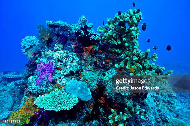 a coral bommie encrusted with plate and staghorn corals and reef fish. - récif corallien photos et images de collection