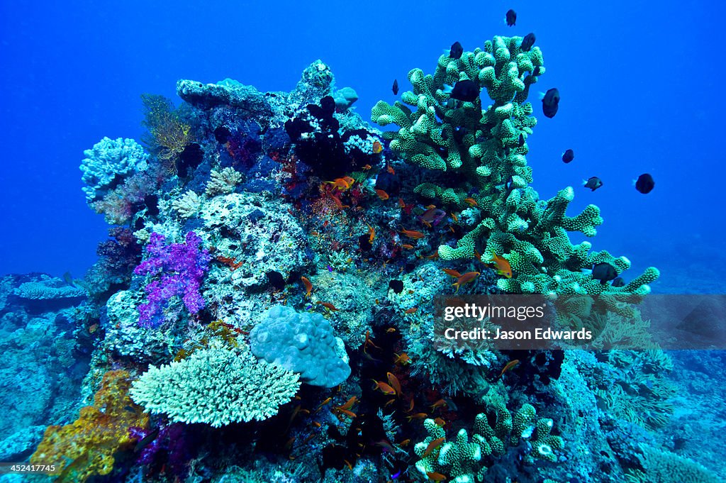 A coral bommie encrusted with plate and staghorn corals and reef fish.